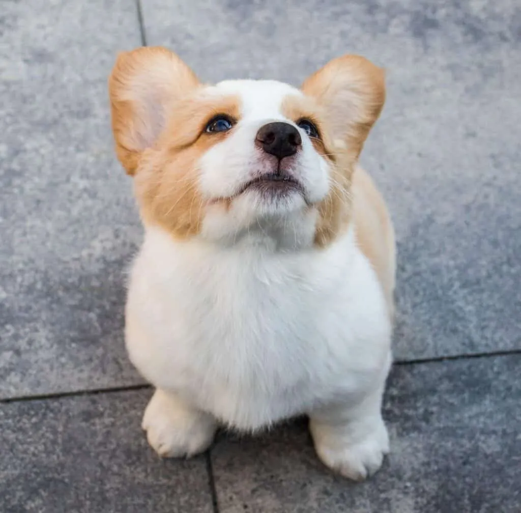 A crate-trained dog is a happy dog