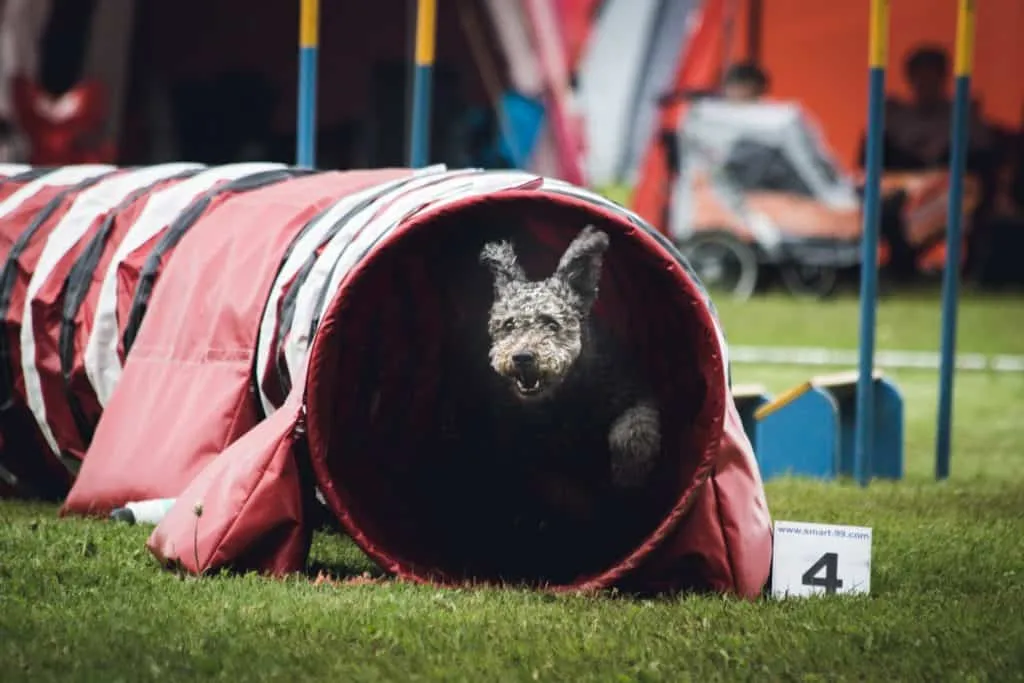 Agility training