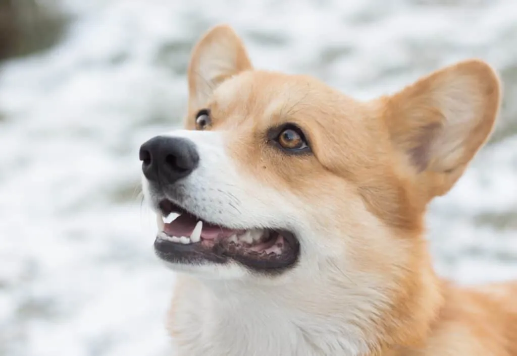 Baby teeth fall and give way to a puppy's adult teeth