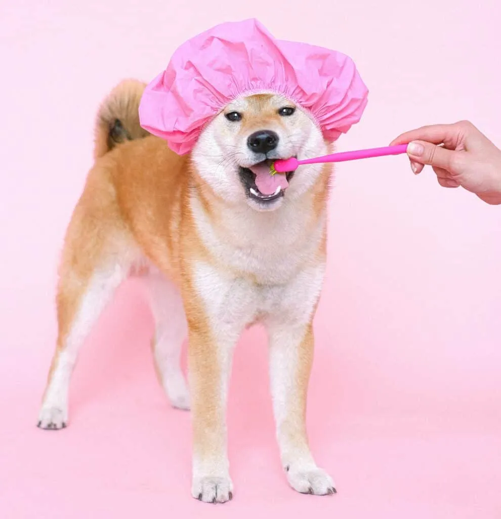 Brush your dog's adult teeth and mouth