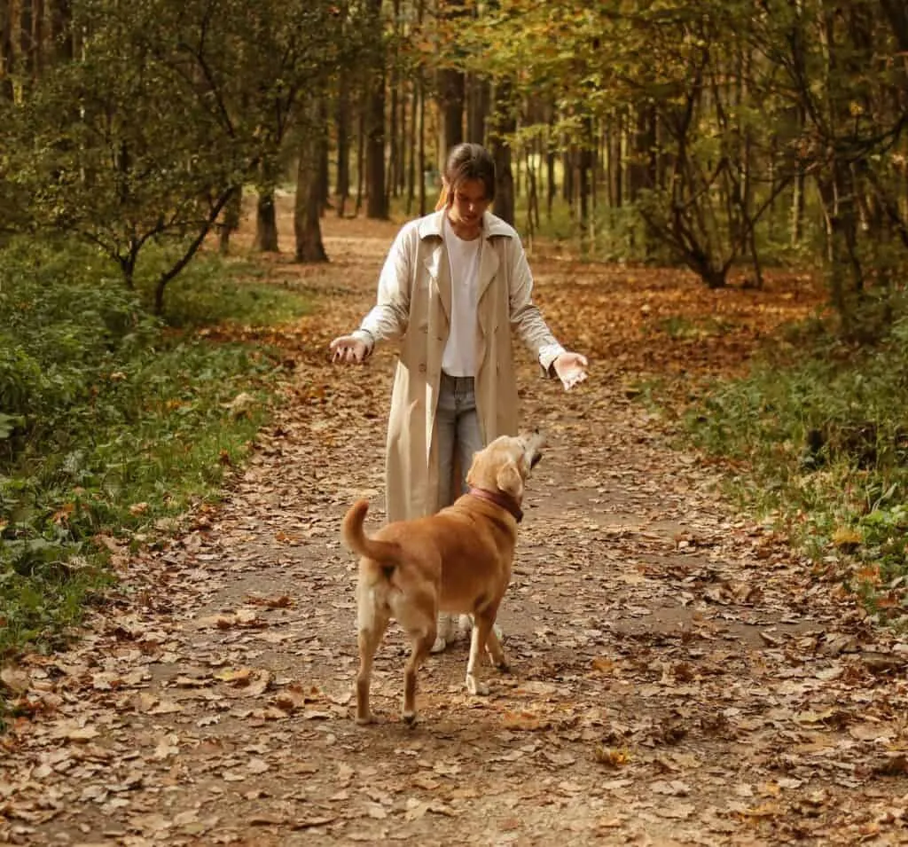 Dog training hand signal: Come