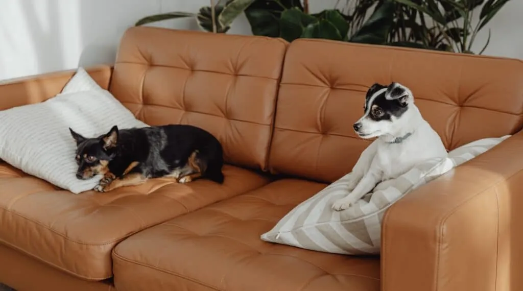 How To Train Your Dog To Ignore Other Dogs