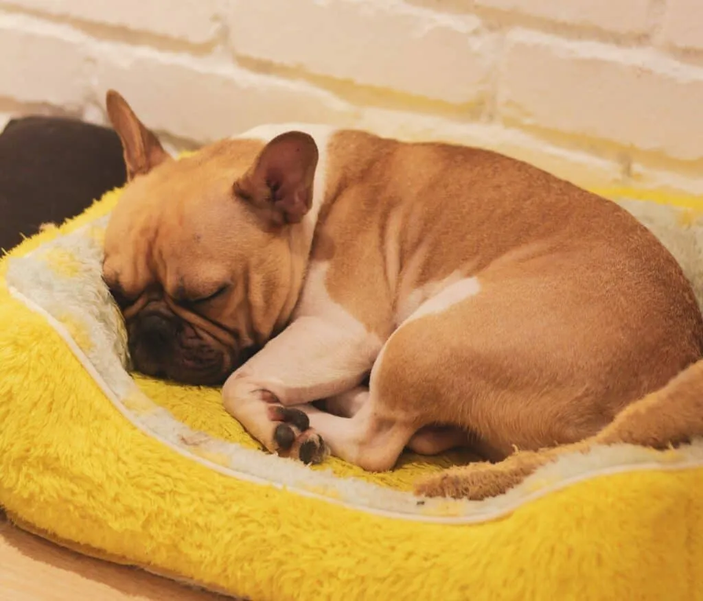 Make sure to check why your dog snores