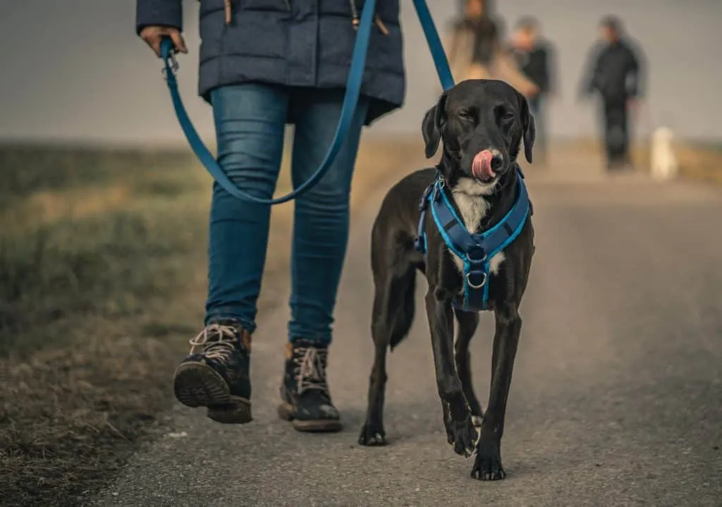 Puppy behavior may be corrected with training