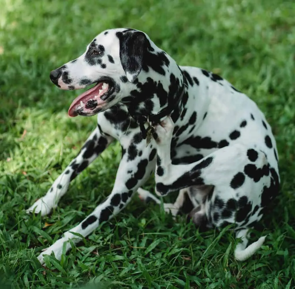 The best dog flea sprays are flea treatment that kills fleas almost instantly