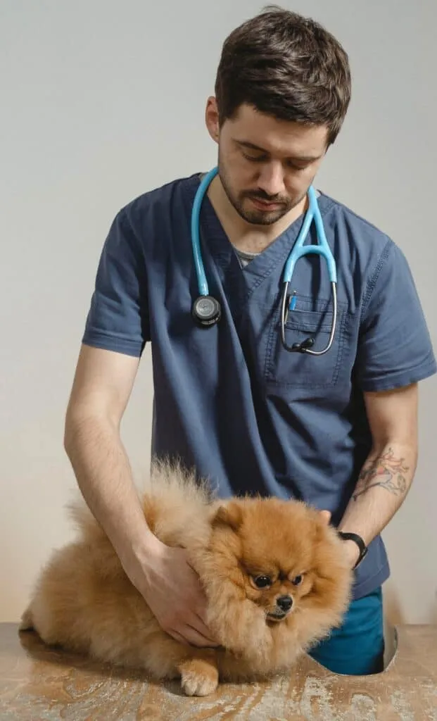 Visit the vet for concerns on puppies teeth