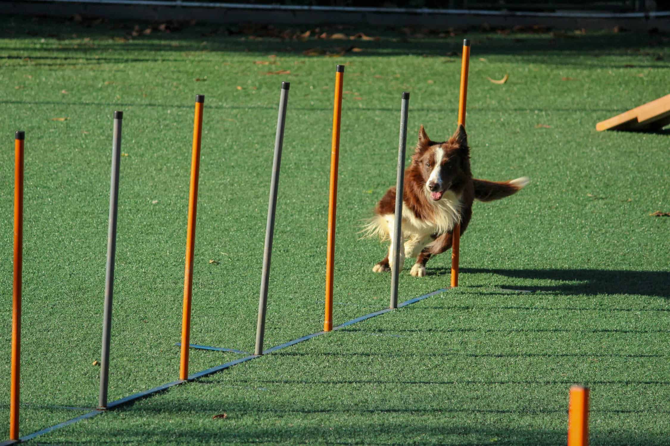 The Power of Positive Reinforcement: Clicker Training for Dogs - The long-term benefits of positive reinforcement training