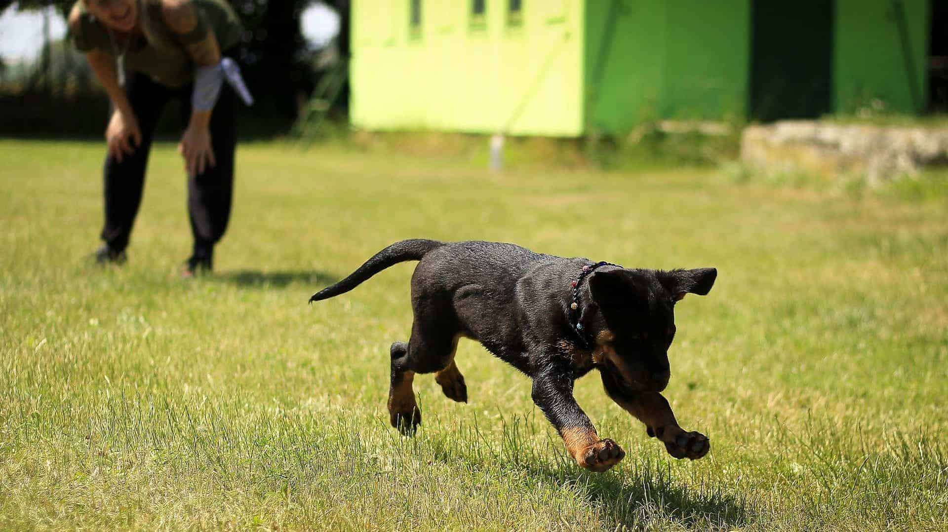 positive-reinforcement-training-for-dogs-dogschool