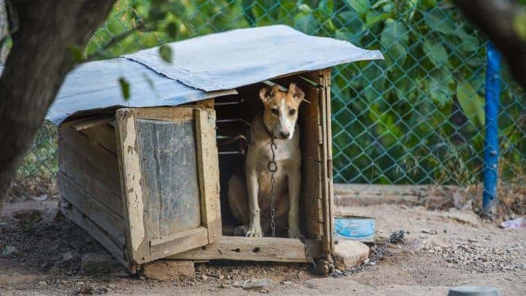 crates for puppy training