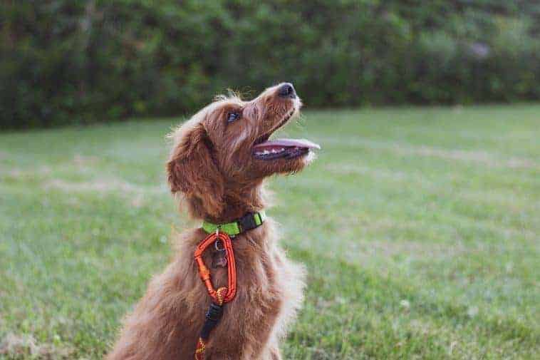 Dog Training Collars