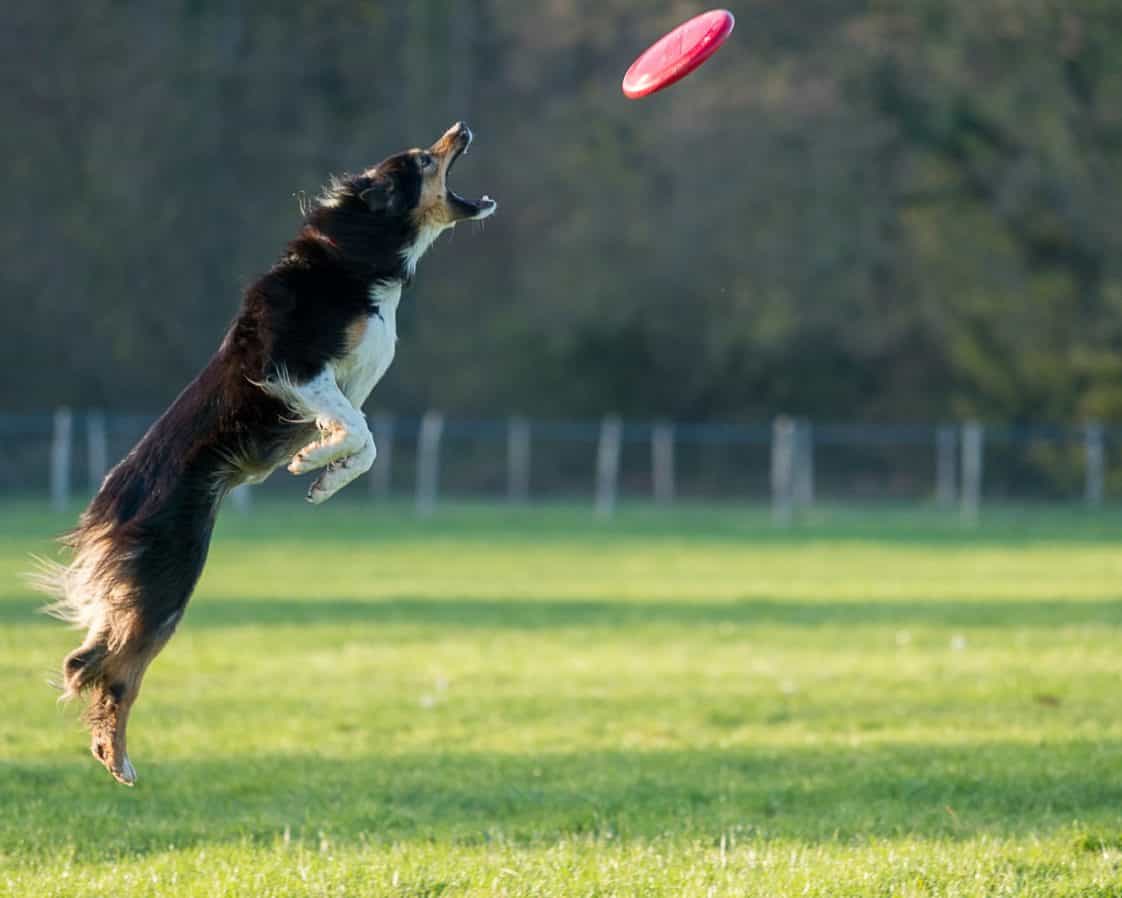 A Guide to Playing Dog Frisbee and Choosing the Perfect Disc For Your Dog