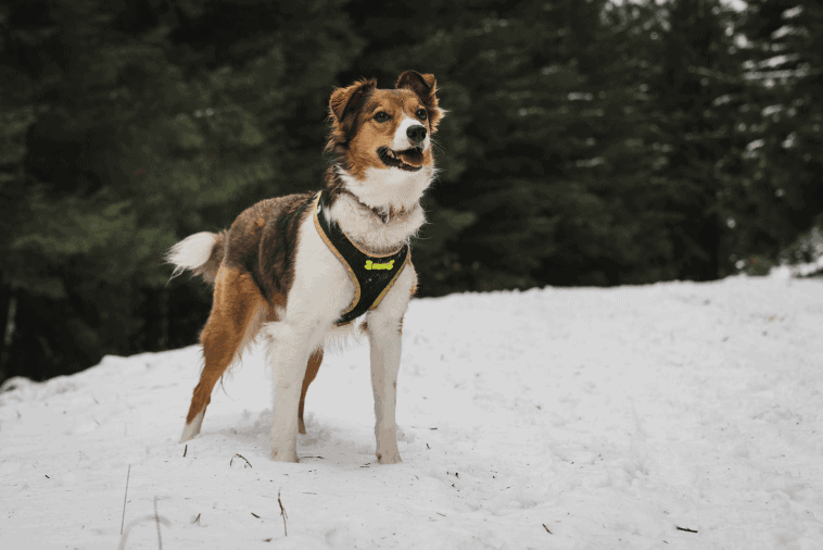 Best dog harness