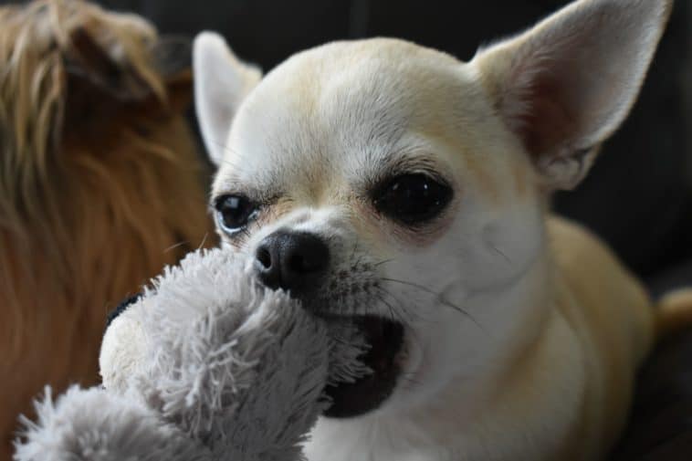 best chew toys for puppies