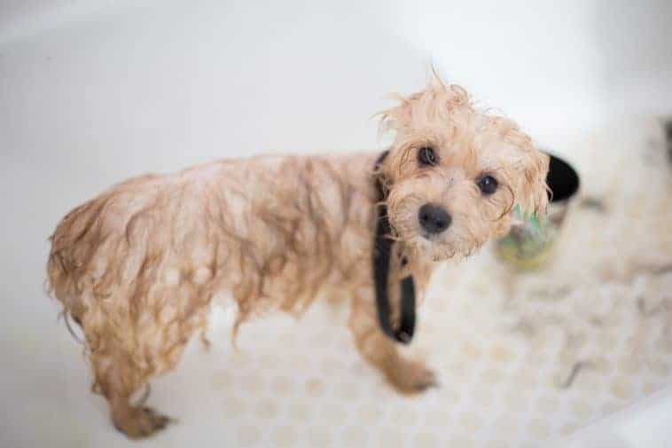 Best Dog Shampoo