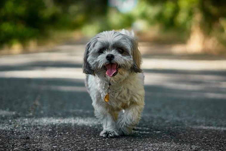 Best Dog Food For Shih Tzus