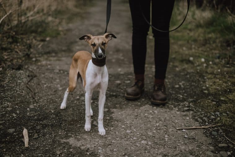 Taking your puppy for a walk