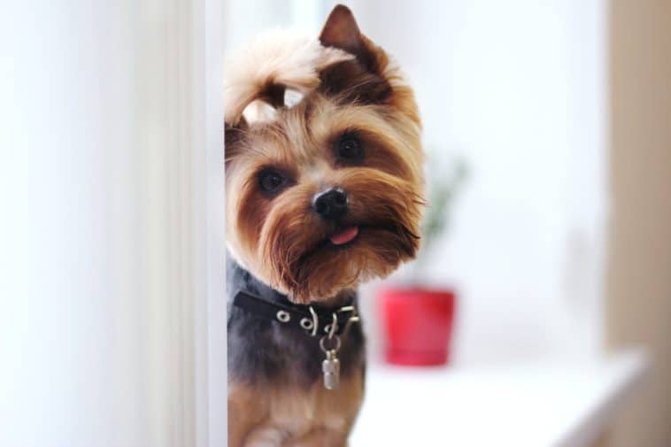 Best Dog Food For Yorkies