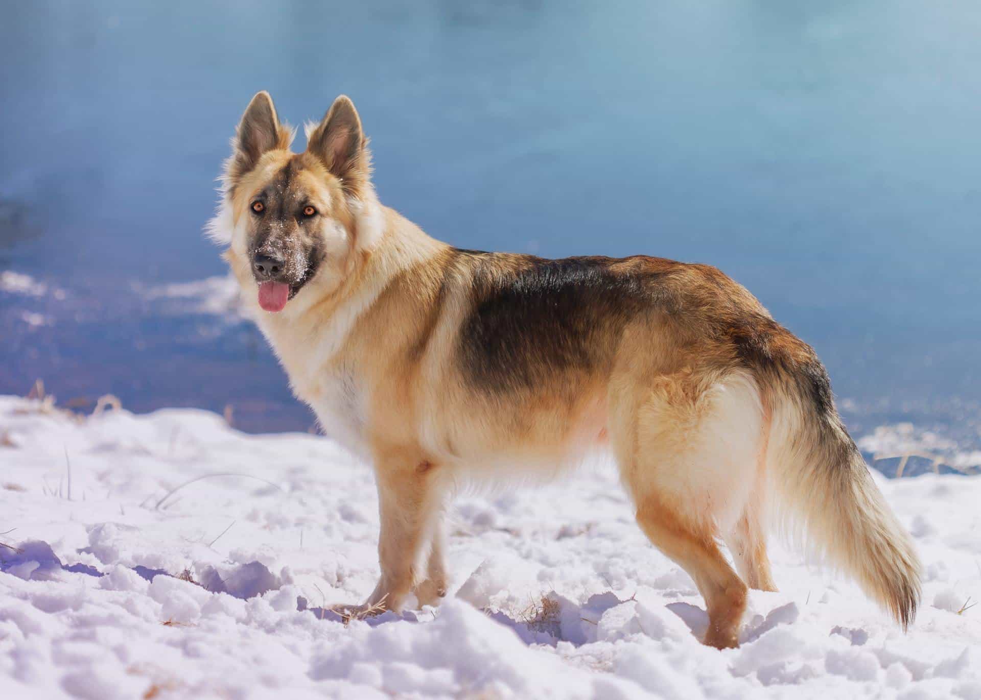 is diamond dog food good for german shepherds