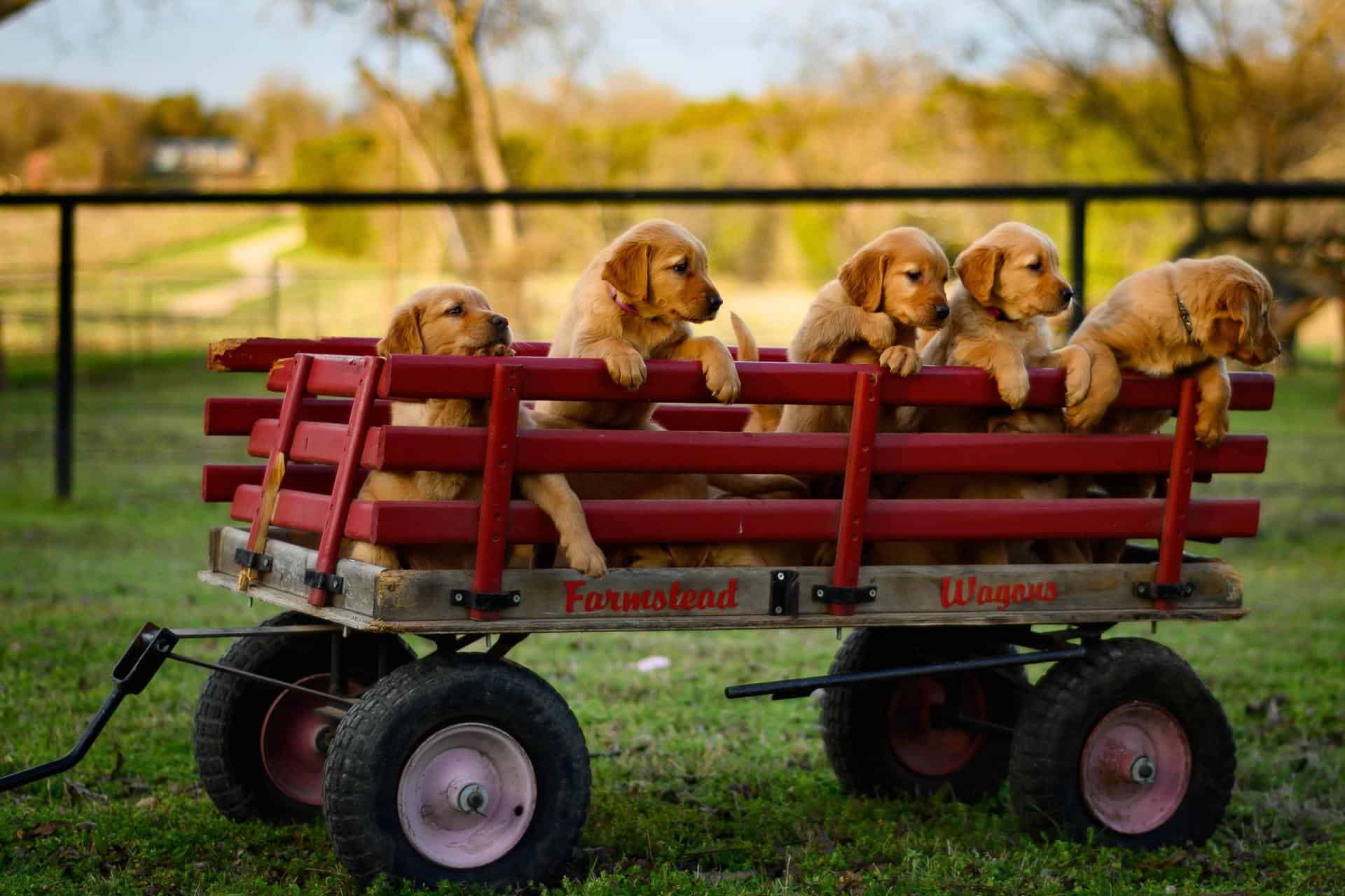 Puppy Socialization Classes - Dogschool.com