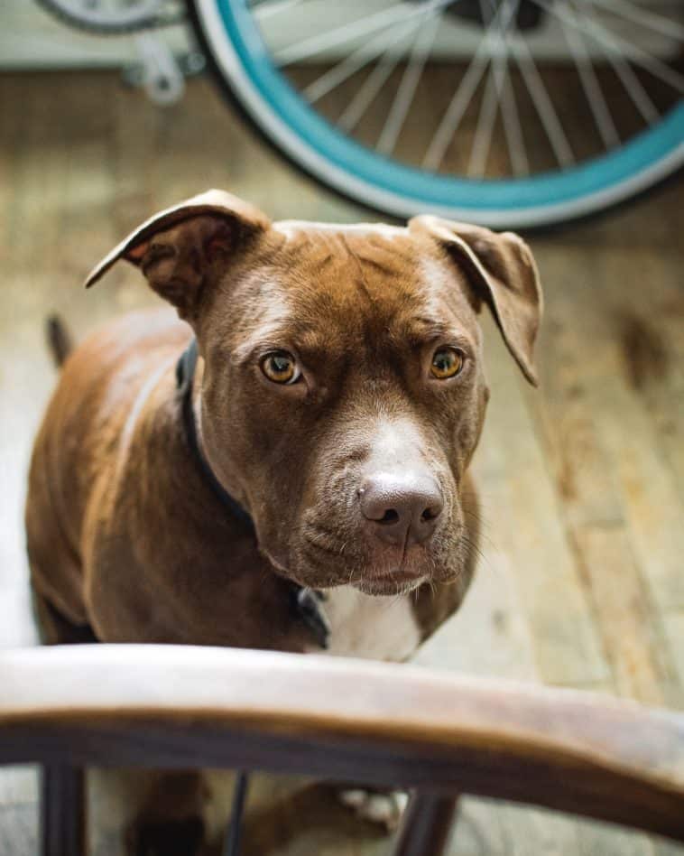 Best Dog Food for Pitbulls