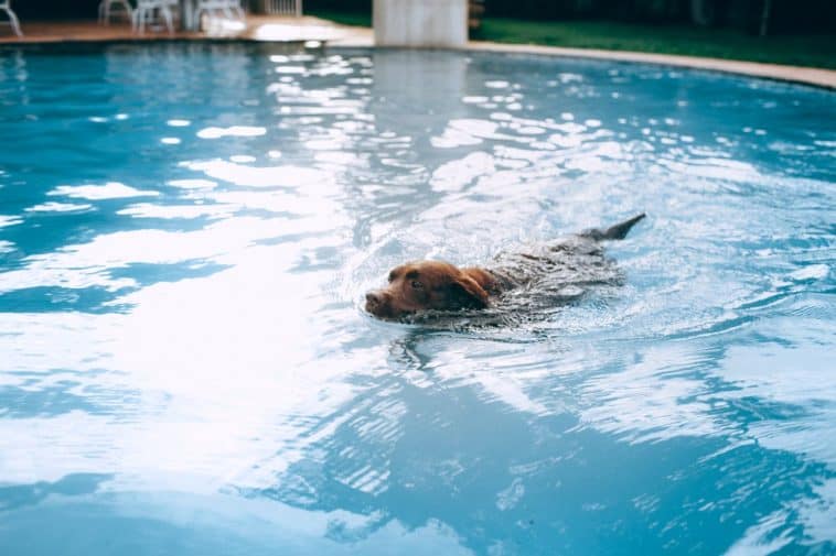 best dog bath tubs