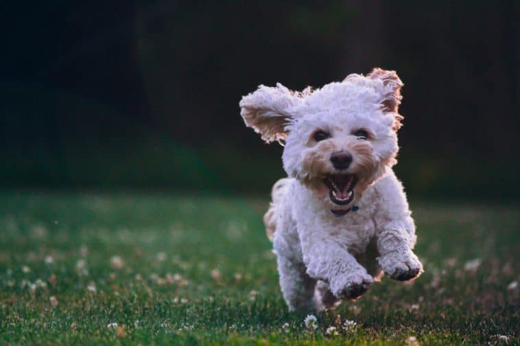 Best puppy training treats