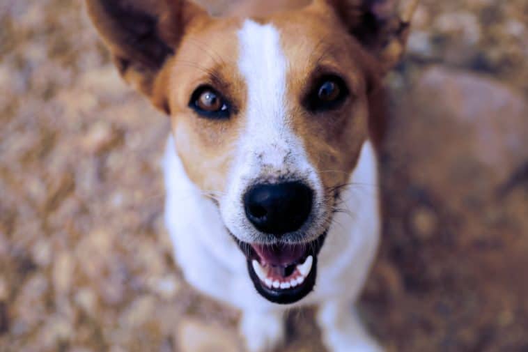 dog toothpaste