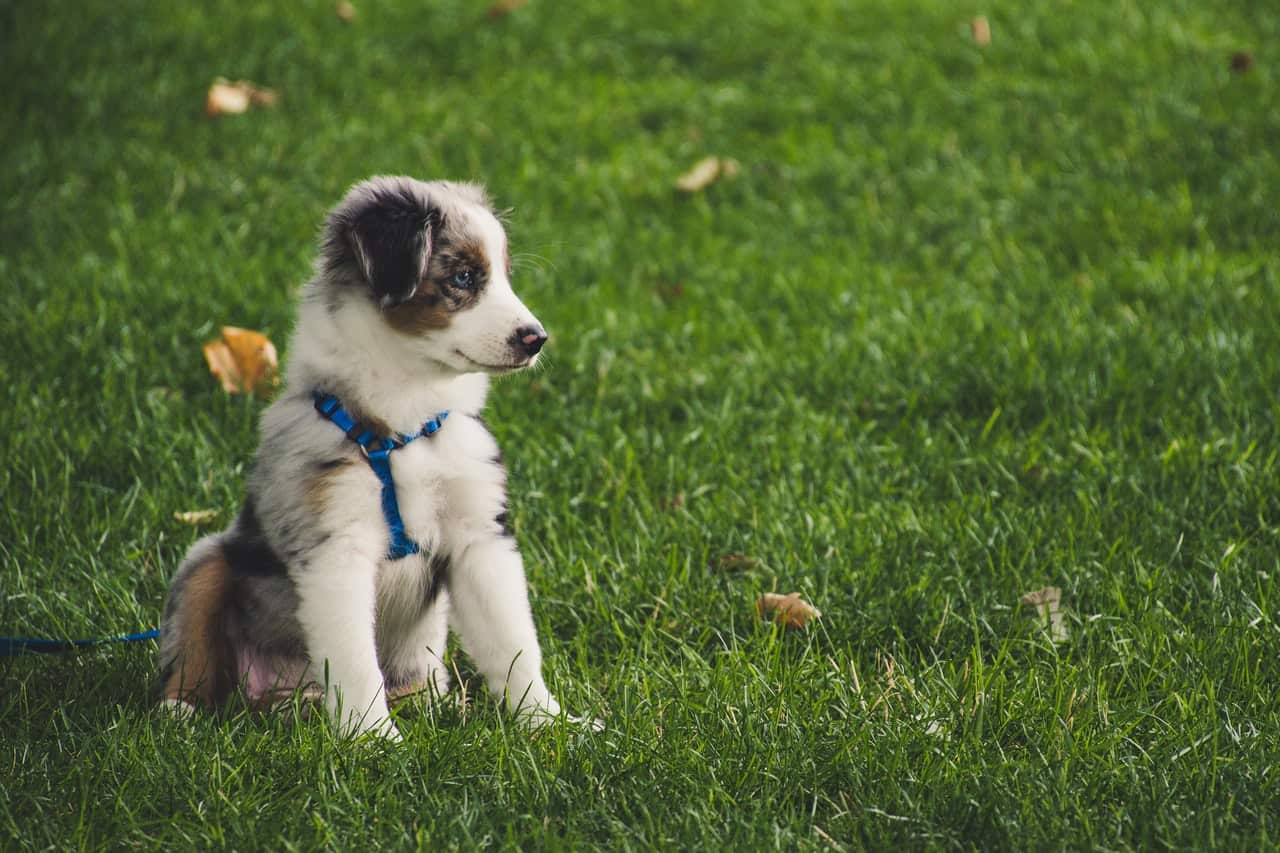 is-your-dog-eating-grass-dogschool