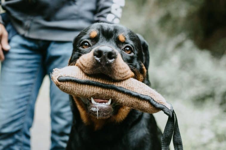 bite sleeve for dogs