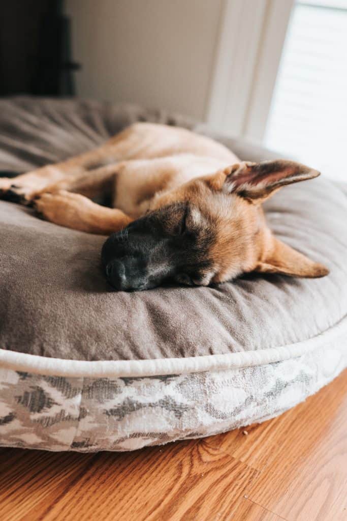 why-is-my-puppy-breathing-fast-while-sleeping-dogschool