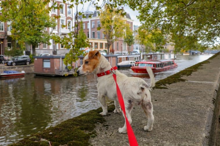 Best Retractable Dog Leash