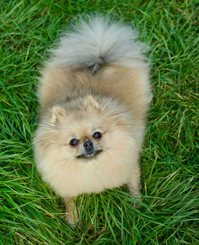 what-age-should-a-puppy-be-toilet-trained-dogschool