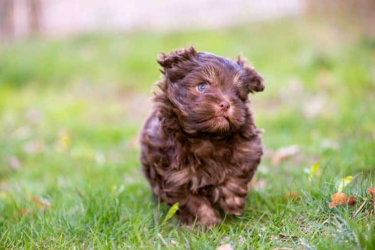 how to make a puppy poop