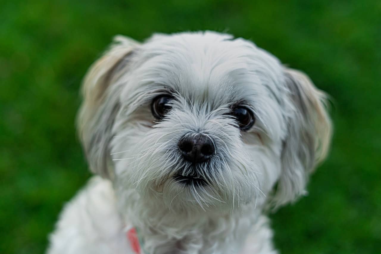 puppy-sneezing-is-it-something-to-be-alarmed-about-dogschool