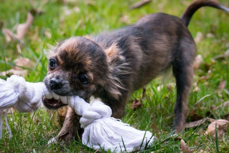 rope dog toys