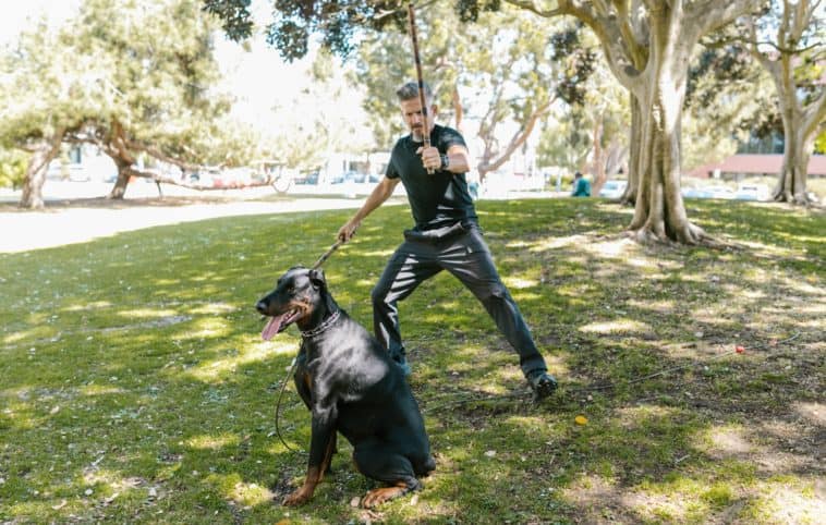 Dog training stick