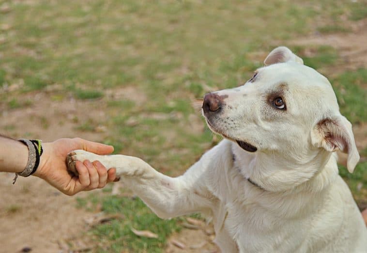 Vitamins for Senior Dogs