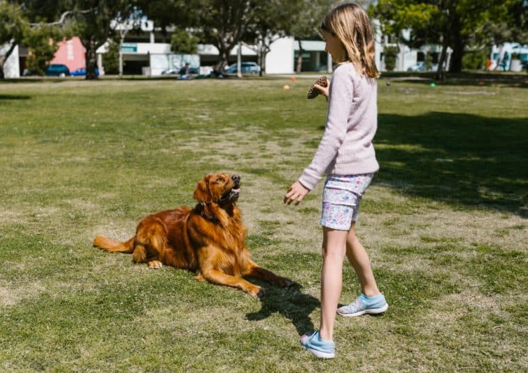 how to teach a puppy the no command