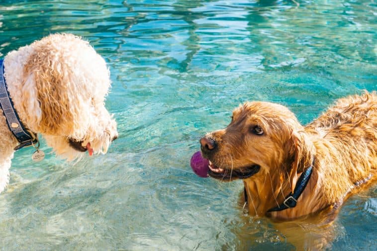 Water toys for dogs