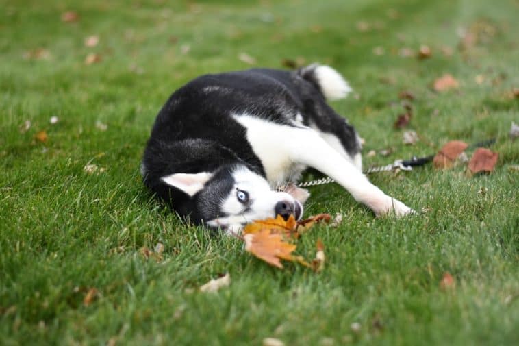 Why Do Dogs Roll In The Grass