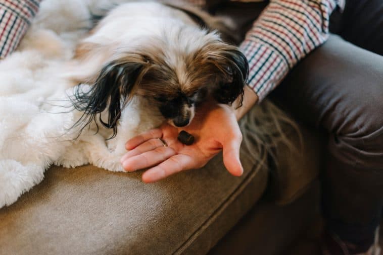 how to train a dog that doesn't like treats