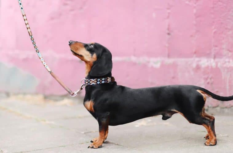 how-to-train-an-older-dog-to-walk-on-a-leash-dogschool