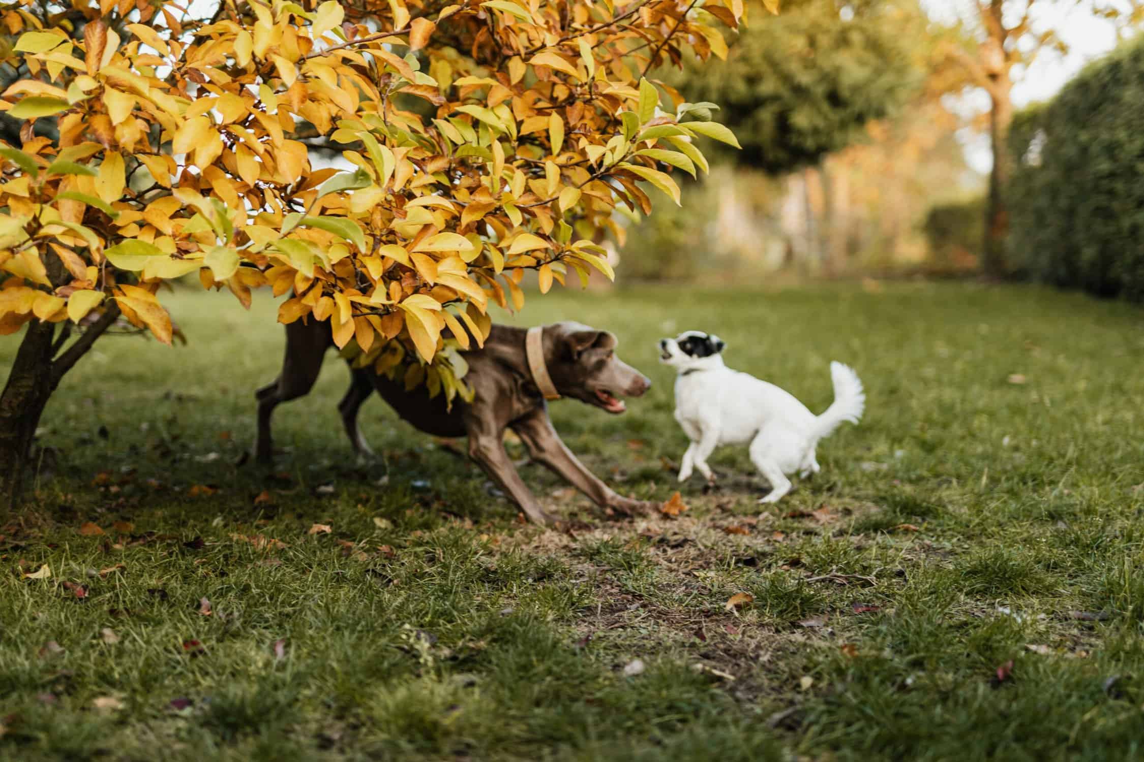 how-to-train-your-dog-to-ignore-other-dogs-dogschool