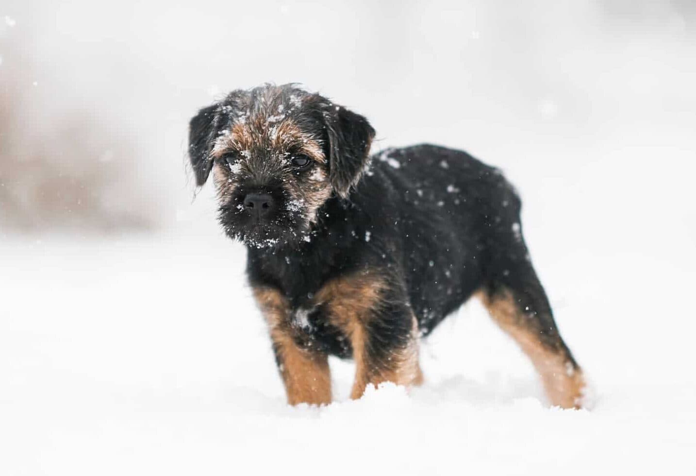 A dog is sneezing with a runny nose due to cold