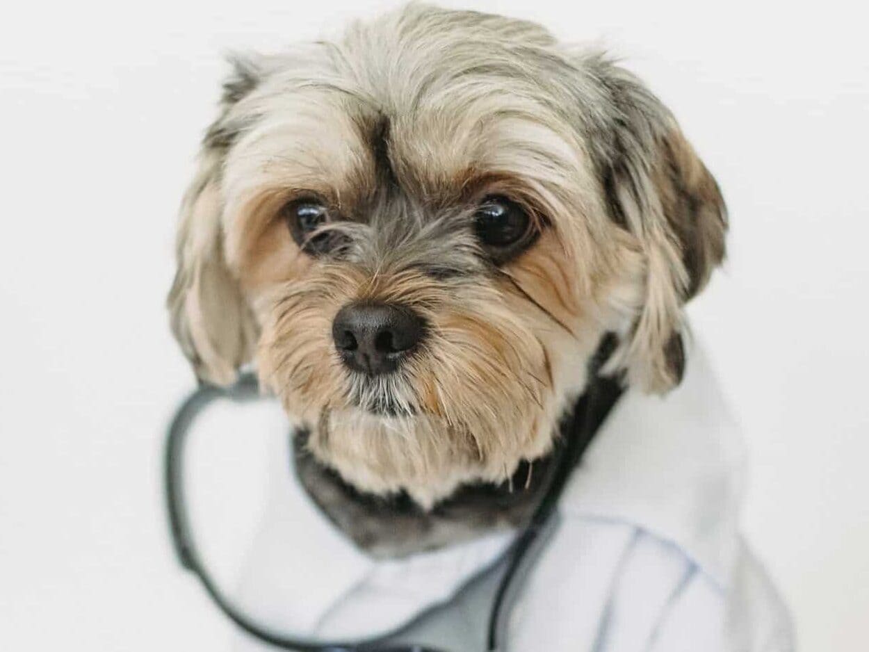 Get your dogs to the vet for proper treatment